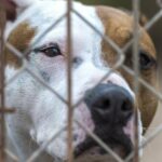 74 bei Hundekämpfen beschlagnahmte Hunde befreit
