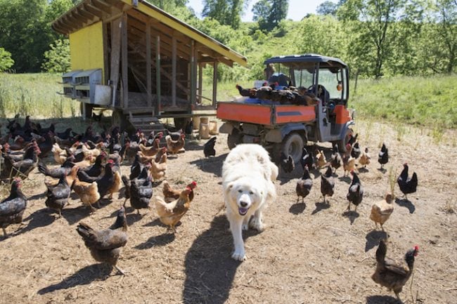 Porträt des Pyrenäenberghundes und des goldenen Kometen aus Freilandhaltung und der schwarzen Sternhühner auf dem Biobauernhof