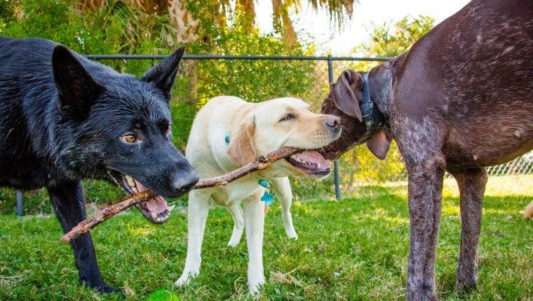 Die 10 besten Sicherheitstipps für Hundebesitzer im Hundepark