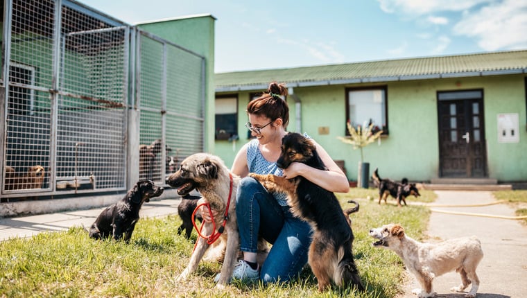 30 Hunde aus unhygienischem Zuhause gerettet