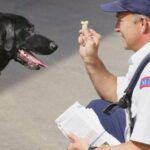 Hund von Postbote in Montana mit Pfefferspray besprüht