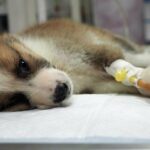 Betäubter Hund mit Narcan nach Überdosis wiederbelebt