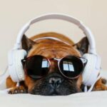 Die besten von Musik inspirierten Hundenamen