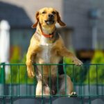 Fluchtkünstler Hundeschuppenstift in der Kindertagesstätte
