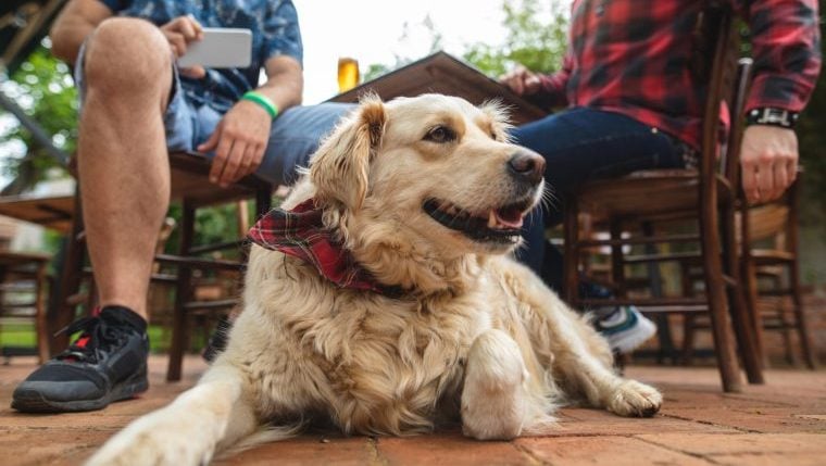 Hunde können Besitzern beim Essen im Freien beitreten, sagt die FDA
