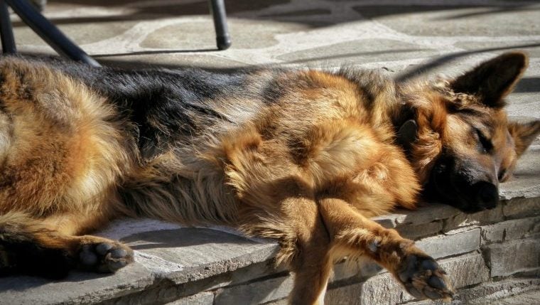 Humane Society findet verwesenden Hund in Haus
