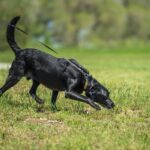 Spürhunde helfen Forschern, invasive Fliegen zu bekämpfen