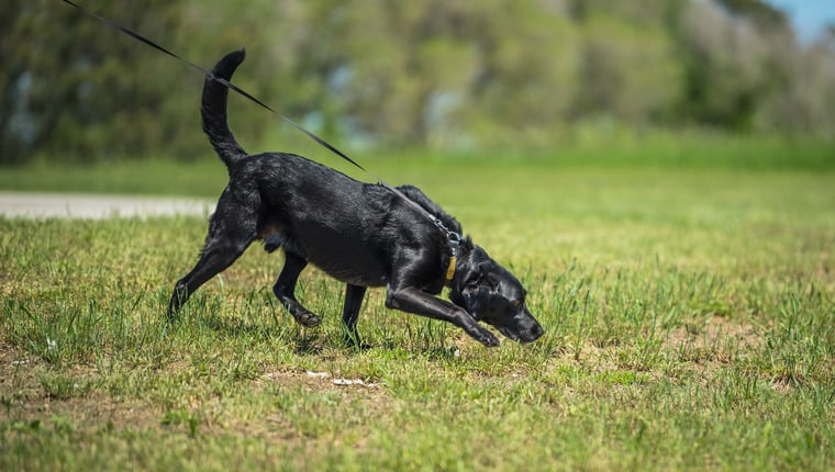 Spürhunde helfen Forschern, invasive Fliegen zu bekämpfen