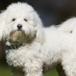 11-Pfund-Hund von Nachbar erschossen