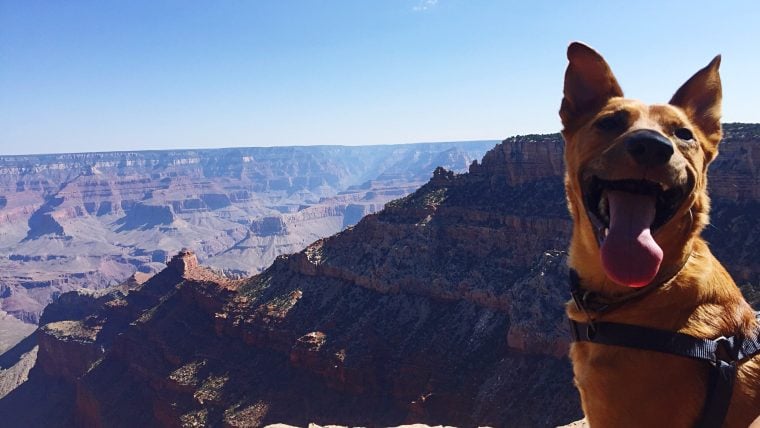 Die hundefreundlichsten Instagram-Spots in den USA