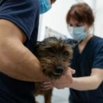Ukrainische Tierärzte helfen Hunden an vorderster Front