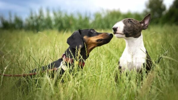 So helfen Sie Ihren Hunden, miteinander auszukommen