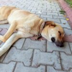 Hund in Einfahrt erschossen