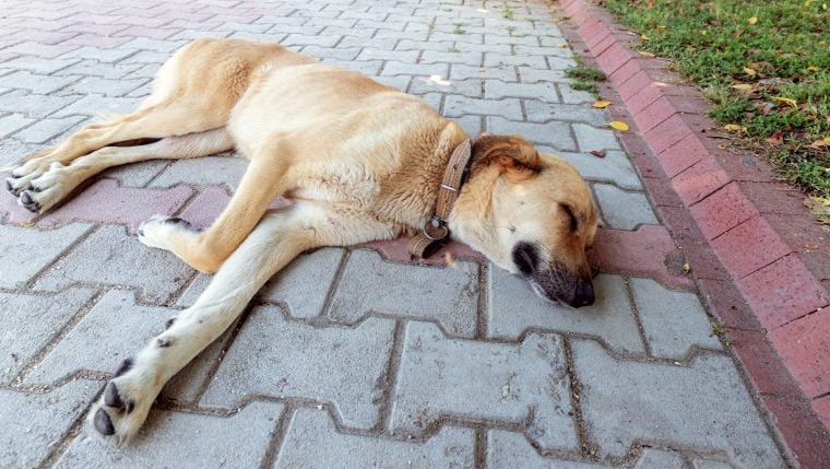Hund in Einfahrt erschossen