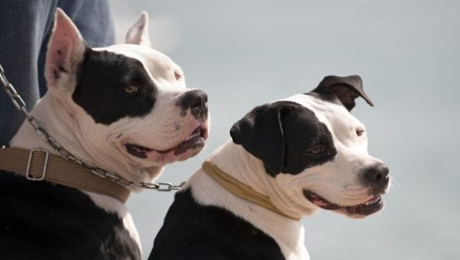 2 Hunde von der Bostoner Polizei erschossen