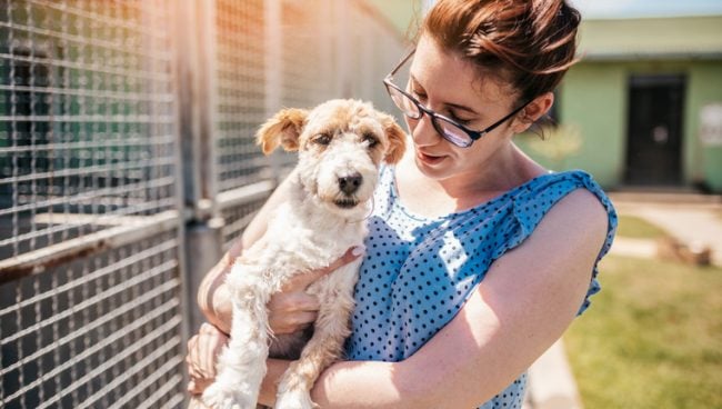 Tieranwalt, der einen geretteten Hund hält