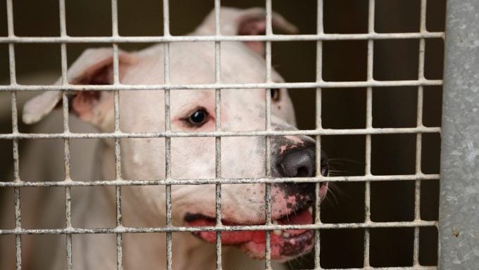 Hund im Käfig Hundekämpfe gegen Überfälle