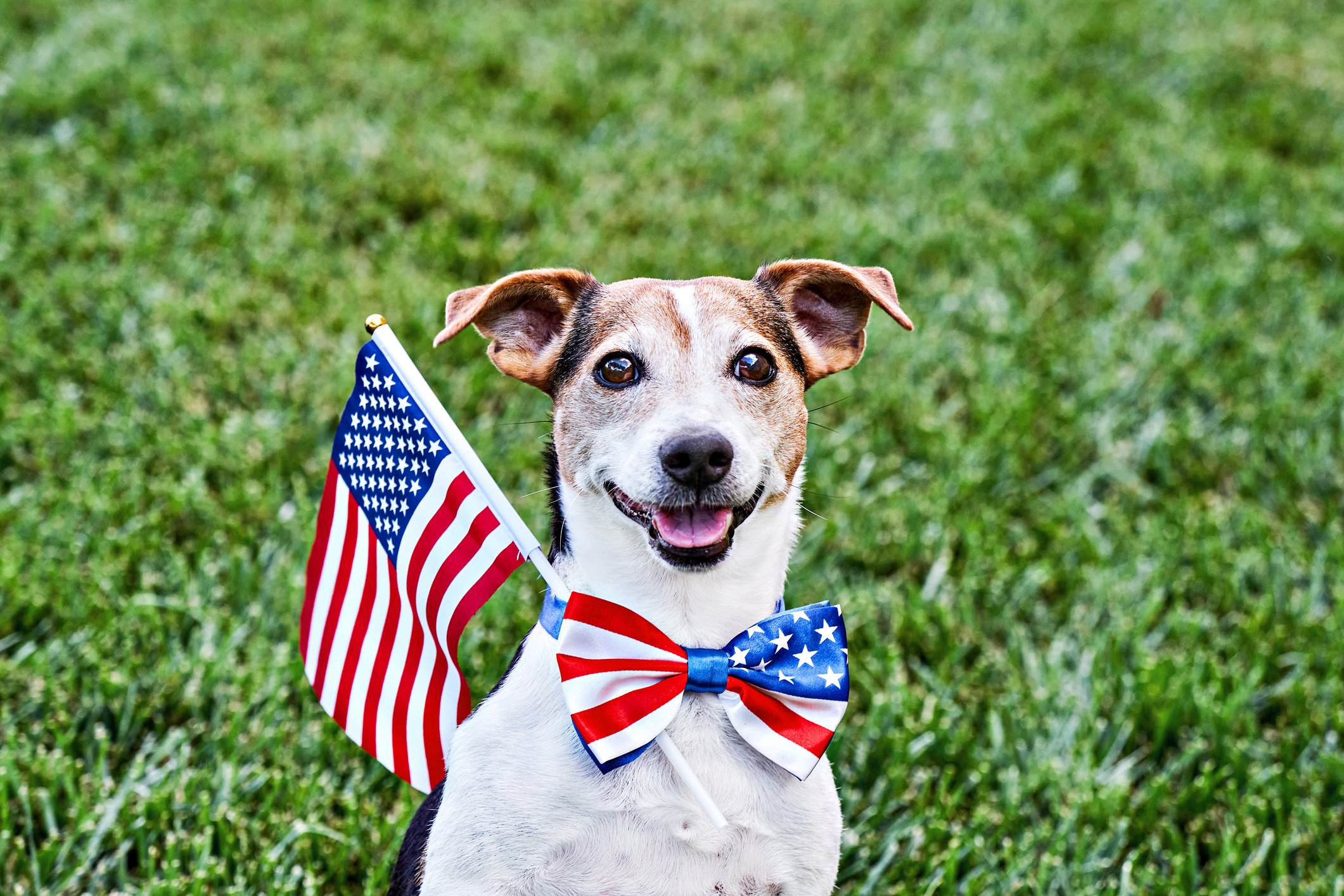 patriotische Hundenamen, inspiriert von politischen Persönlichkeiten