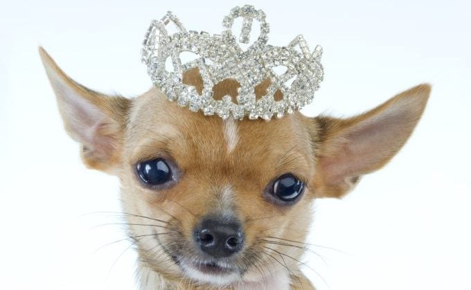 Chihuahua mit Tiara ist der kürzeste Hund der Welt