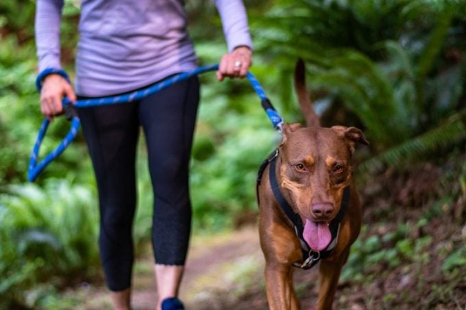 Woman Walking Dog Breed Guide für Menschen, die lange Spaziergänge mögen