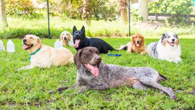 Eine Gruppe von Hunden lag zusammen in einem Hundepark.