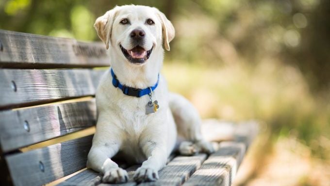 Labrador Retriever lächelnd auf Parkbank