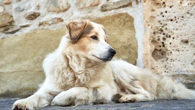 Die besten Hunderassennamen des rumänischen mioritischen Schäferhundes sind von der Bibel inspiriert