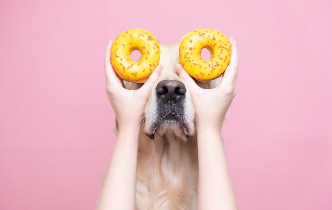 Hund mit Donut-Augen Die besten Hundenamen zum Thema Essen