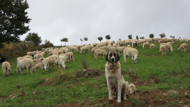 Ein Schäferhund wacht über seine Herde.
