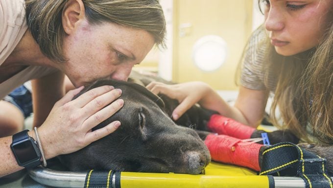 Frau küsst verletzten Hund beste Gebete für kranke Hunde