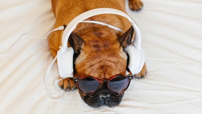 französische bulldogge mit kopfhörern hundenamen inspiriert von musik