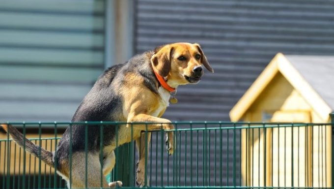 Entfesselungskünstler-Hund skaliert den Stift, um der Hundetagesstätte zu entkommen