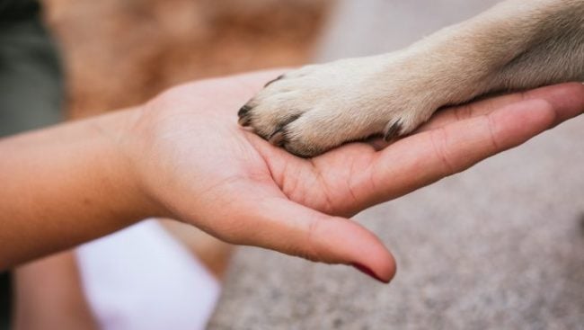 Ein Hund „hält“ die Hand einer Person.