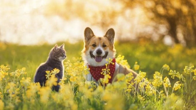 Katze und Hund auf einem Feld Hunde sind besser als Katzen