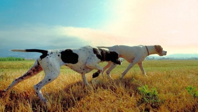 Zwei Vorstehhunde blicken auf ein Ziel.