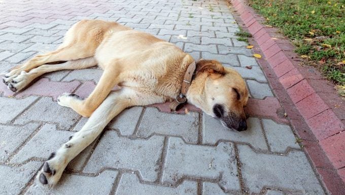 Hund liegt auf Einfahrt Hund erschossen