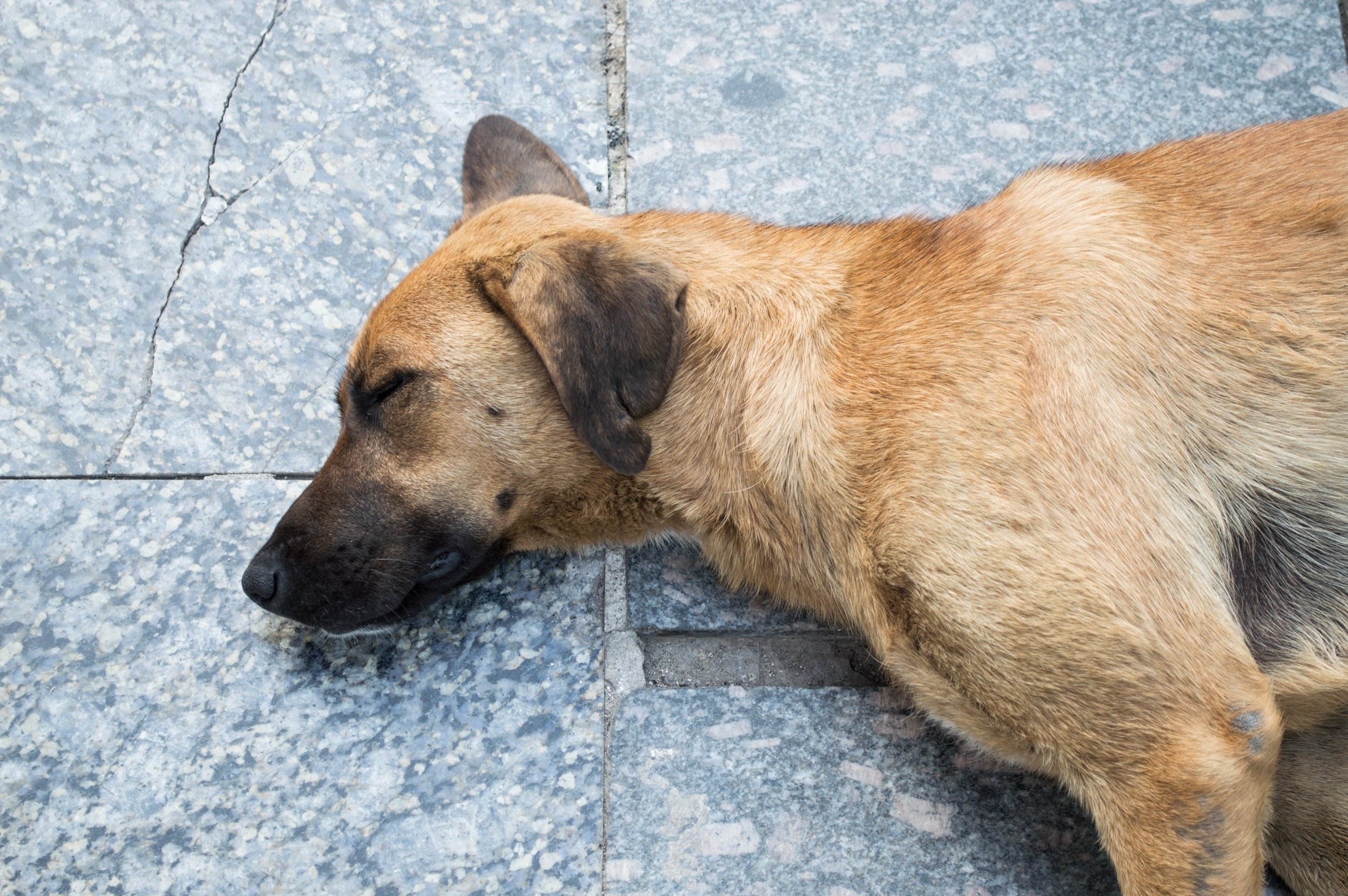Hund von betrunkenem Mann erschossen