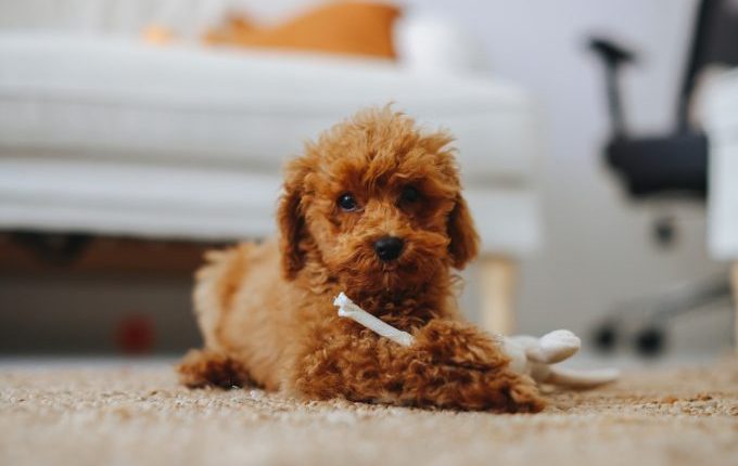 Miniaturpudelhund wird für Todesstarre viral