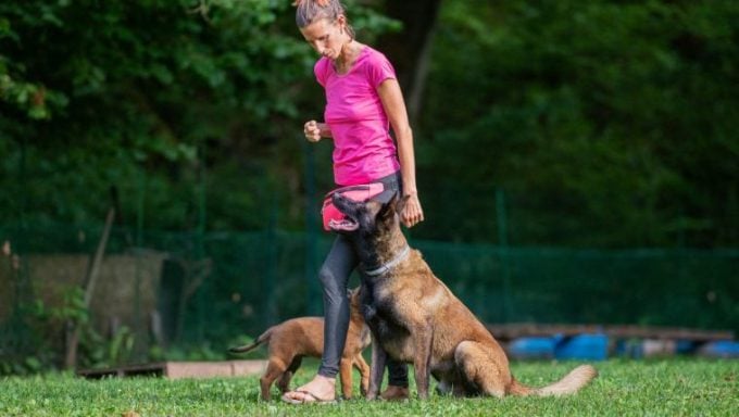Belgischer Malinois-Hundetrainer festgenommen