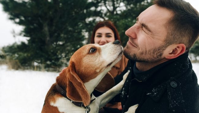 Ein Beagle küsst aufgeregt das Gesicht eines Mannes.
