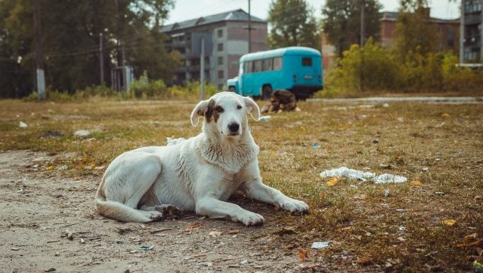 Tschernobyl-Hunde