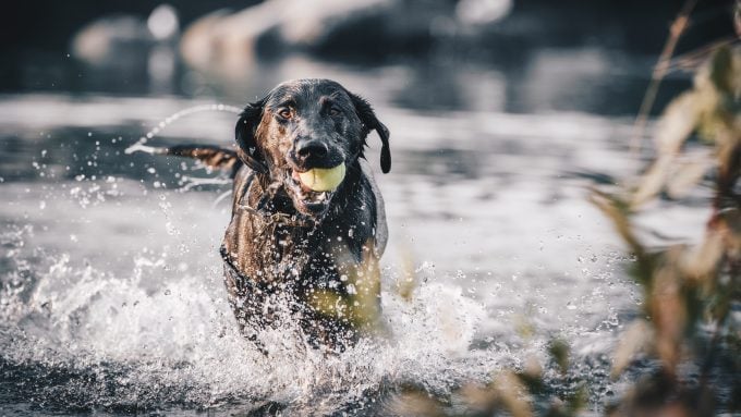 Hund, der einen Ball im Fluss ergreift