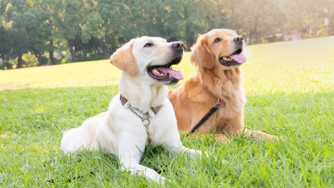 Ein Labrador Retriever und ein Golden Retriever sitzen zusammen