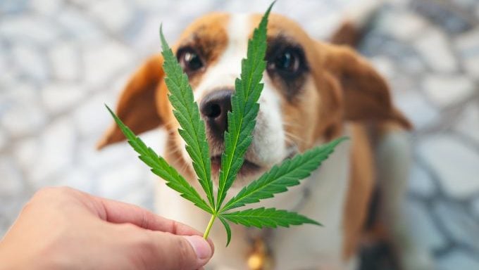 Beagle mit Cannabisblatt, das Hunde vor Cannabis schützt