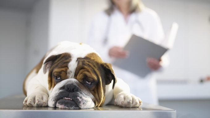Bulldogge beim Tierarzt