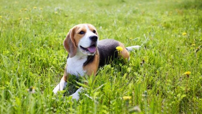 Ein Beagle-Hund liegt im Gras.
