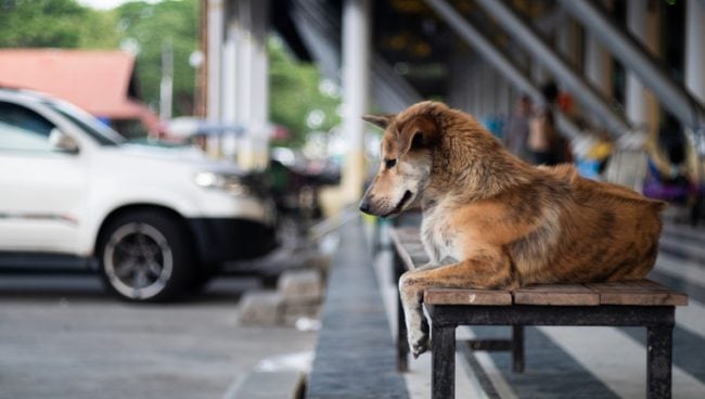 Hund wartet auf Tieranwalt