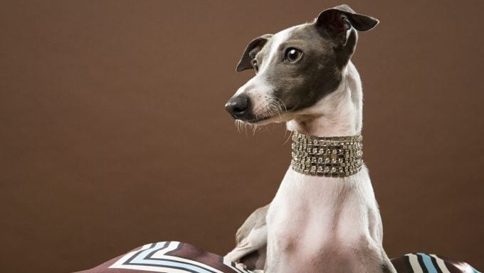 Windhund mit Diamanthalsband Platzhirschnamen inspiriert von "Besessenheit"