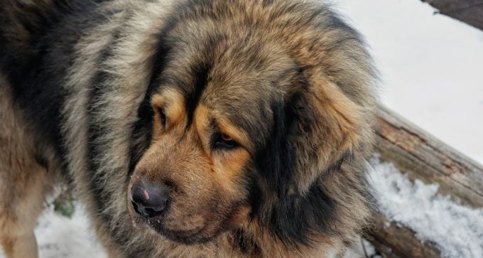 nahaufnahme von tibetischen mastiff-hunderassen, die wie bären aussehen