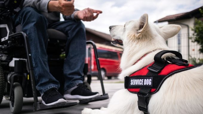 Mann im Rollstuhl mit Hunden zur emotionalen Unterstützung